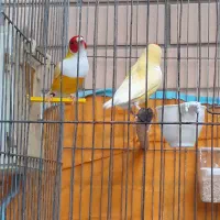 فنچ|پرنده|شیراز, شهرک جماران|دیوار