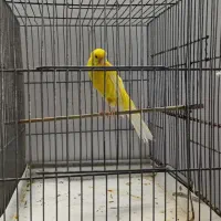 قناری رسمی و رنگی و بلند