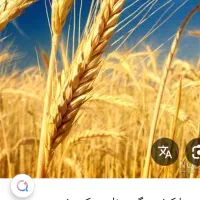 گندم و جو تمیز فروشی