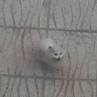 گربه سفیدخوشگل