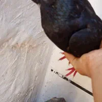 چشم نوک