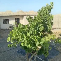 فروش-معاوضه-باغ-با-ملک-یا-ماشین