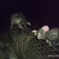بوقلمون بلدرچین غاز
