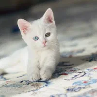 گربه بریتیش با رنگ چشم متفاوت