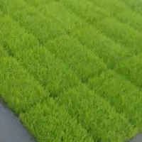 توم هاشمی درجه یک