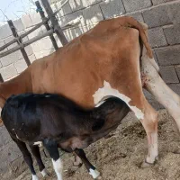 گاو زاییده باگوساله ماده