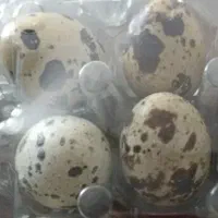 تخم بلدرچین ارگانیک