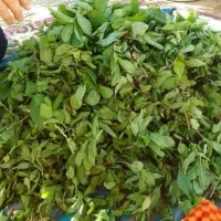 نعناع خشک خانگی