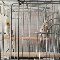 عروس هلندی