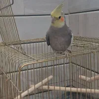 عروس هلندی