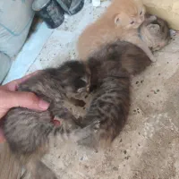 گربه|گربه|بجنورد, |دیوار