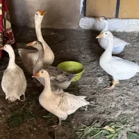غاز نرو ماده