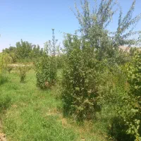 باغ در حصار گرمخان