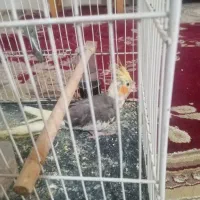 پرنده|پرنده|چناران, |دیوار