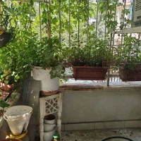 فروش-کلنگی-200متری-اقدسیه-نفت