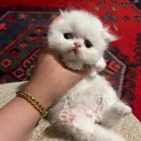 گربه پرشین اسکاتیش سفید
