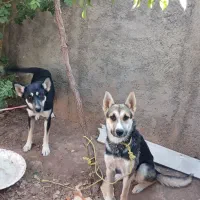 دو سگ ژرمن