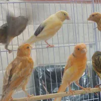 قناری ۸ دونه نرو ماده قیمت مناسب