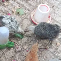 مرغ
