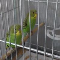 جوجه مرغ عشق اهلی
