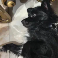 سگ پاکوتاه گمشده