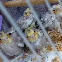 فروش عروس هلندی