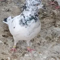 کبوتر گم شده