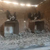 کبوتر