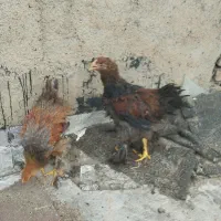 جوجه