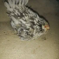 مرغ گلین کرچ