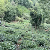چای|عمده‌فروشی|کلاردشت, |دیوار