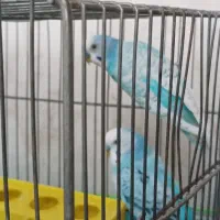 مرغ عشق زیبا و دستی