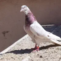 کفتر کبوتر