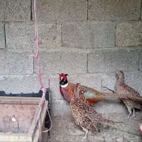 تخم آمریکایی