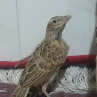 .حراج