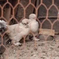 مرغ بومی تخم گذار کاکلی،پر پا