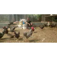 جوجه امروک . گلپایگانی . لاری. بلدرچین