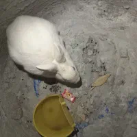خرگوش