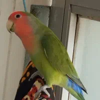 یک جفت طوطی برزیلی نر