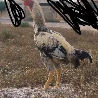 ۲ عدد خروس لاری