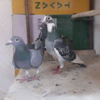 کفتر پلاکی مسافتی