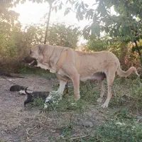 توله سگ ماده و نر سرابی