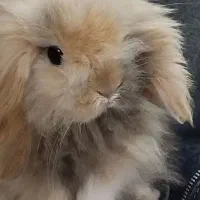 خرگوش لپ|موش و خرگوش|مرند, |دیوار