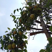گلابی
