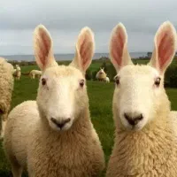 پهن گوسفندی