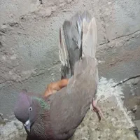 پلاکی جوانه سرخ کاشانی  معاوضه فروش|پرنده|کرمانشاه, |دیوار