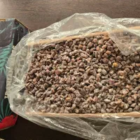 فروش عمده مشتقات خرما صادراتی
