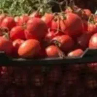 گوجه فرنگی