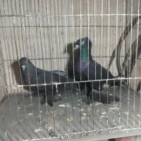 دو عدد نر یکی کاکلی جوت کرپیح یکی ساده