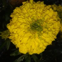 گل های بهاری